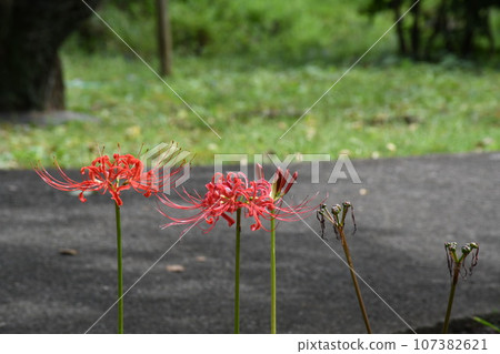 彼岸花_2023 彼岸花_2023 107382621