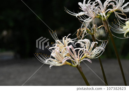 彼岸花_2023 彼岸花_2023 107382623