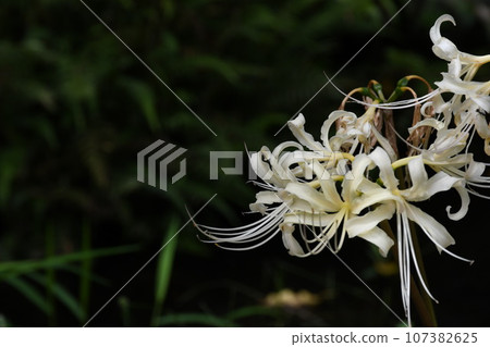 彼岸花_2023 彼岸花_2023 107382625