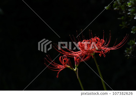 彼岸花_2023 彼岸花_2023 107382626