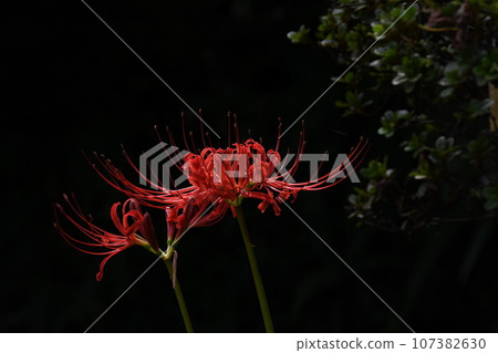 彼岸花_2023 彼岸花_2023 107382630