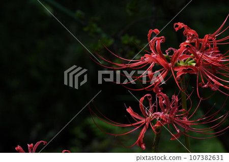 彼岸花_2023 彼岸花_2023 107382631