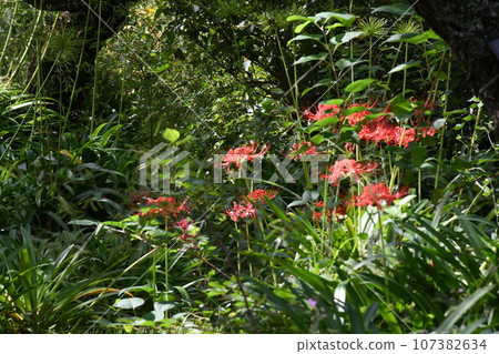 彼岸花_2023 彼岸花_2023 107382634