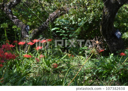 彼岸花_2023 彼岸花_2023 107382638