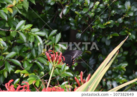 彼岸花_2023 彼岸花_2023 107382649