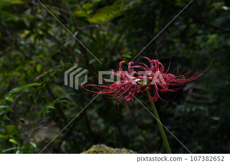 彼岸花_2023 彼岸花_2023 107382652