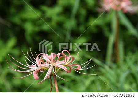 彼岸花_2023 彼岸花_2023 107382653