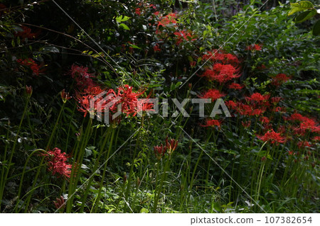 彼岸花_2023 107382654