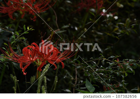 彼岸花_2023 彼岸花_2023 107382656