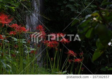 彼岸花_2023 彼岸花_2023 107382657
