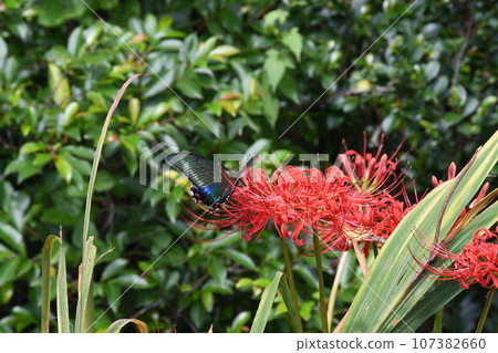 彼岸花_2023 彼岸花_2023 107382660