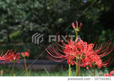 彼岸花_2023 彼岸花_2023 107382661