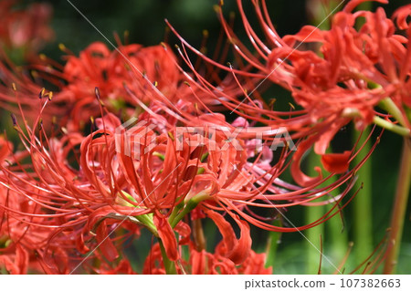 彼岸花_2023 彼岸花_2023 107382663