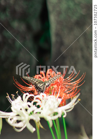 Cluster amaryllis and swallowtail butterfly 107382725