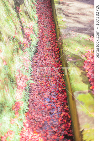 Autumn leaves of the side groove 107382726