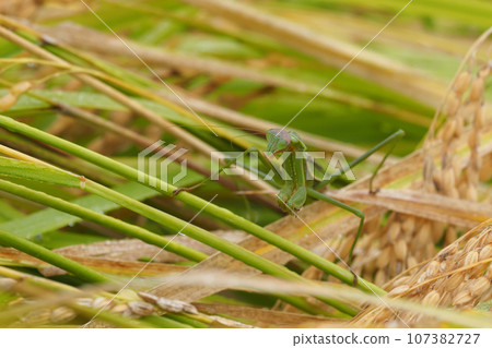 Datura praying mantis perching on rice 107382727