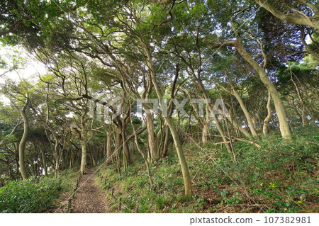 Echizen Coast Oshima Forest 107382981