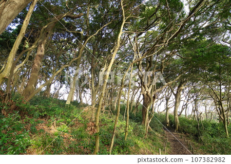Echizen Coast Oshima Forest 107382982