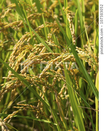 Ears of rice with golden fruit Ears of rice with golden fruit 107383052