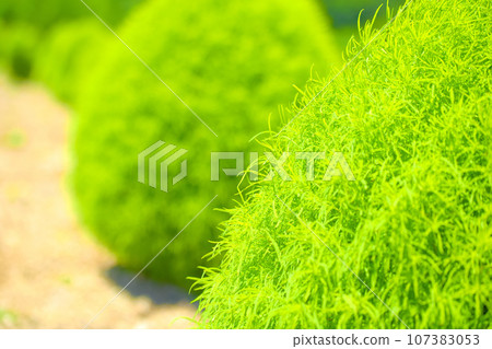 [Chita District] Kochia Field at Hana Hiroba Tourist Farm 107383053