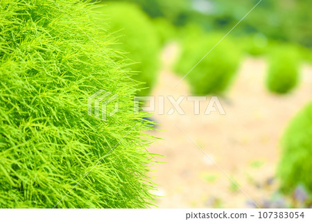 [Chita District] Kochia Field at Hana Hiroba Tourist Farm 107383054