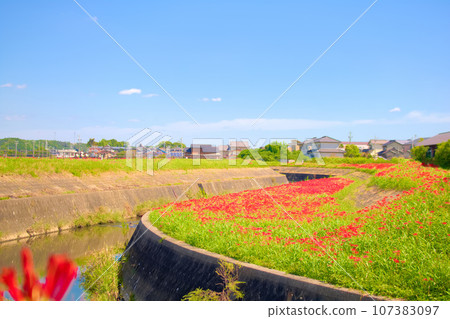 [Aichi Prefecture]Higanbana on the Yakatsu Riverbank, Handa City 107383097