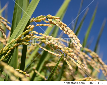 Fruited rice panicle Fruited rice panicle 107383139