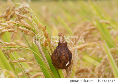 長尾蜘蛛的卵囊產在稻米上 107383247