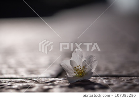 Cherry blossoms scattered on the road. Transience and beauty. 107383280