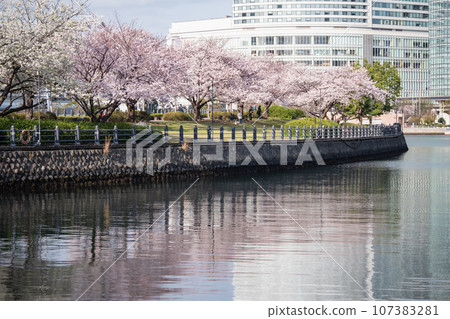 Scenery of the train road in Minato Mirai, Yokohama. A path of cherry blossoms reflected on the water surface. Scenery of the train road in Minato Mirai, Yokohama. A path of cherry blossoms reflected on the water surface. 107383281