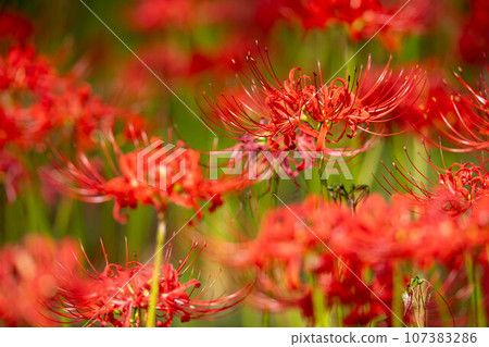 一整朵紅蜘蛛百合 107383286