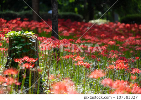 old stump and red spider lily old stump and red spider lily 107383327