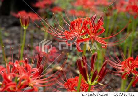 Red spider lily blooming in the field a-1 Red spider lily blooming in the field a-1 107383432