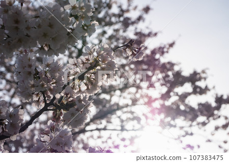 Cherry blossoms and afternoon backlight. Transience and beauty. Cherry blossoms and afternoon backlight. Transience and beauty. 107383475