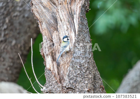 Great tit perching on a tree Great tit perching on a tree 107383521