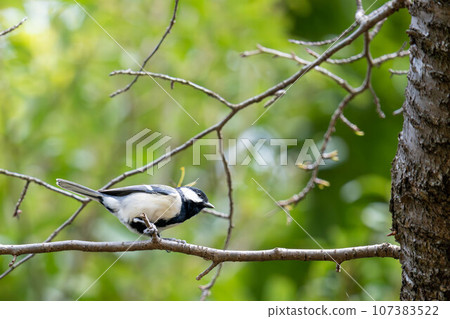 Tits fringing on branches 107383522