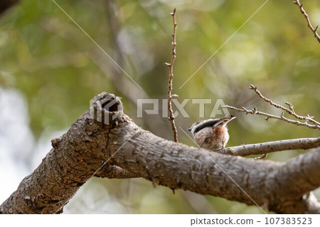 Tits fringing on branches Tits fringing on branches 107383523