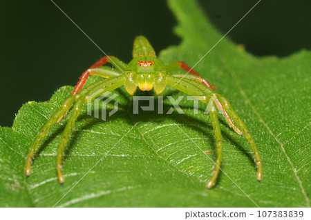 含氧物紋狀體 107383839