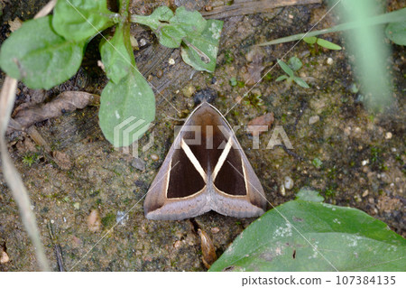 Sujiboso Sankakuchiba (Ishigaki City, Okinawa Prefecture) 107384135