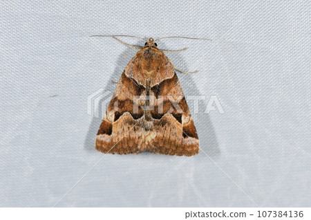 Tsumekusashitaba (Tsurui Village, Hokkaido) 107384136