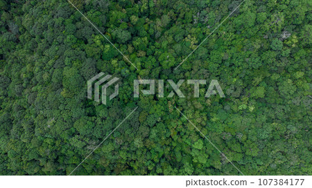 Aerial top view forest green tree, Rainforest ecosystem and healthy environment background, Texture of green tree forest, forest view from above. Aerial top view forest green tree, Rainforest ecosystem and healthy environment background, Texture of green tree forest, forest view from above. 107384177