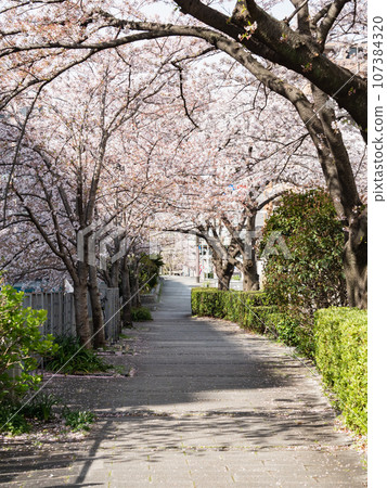 A road with a tunnel made of cherry blossoms. Spring landscape. A road with a tunnel made of cherry blossoms. Spring landscape. 107384320