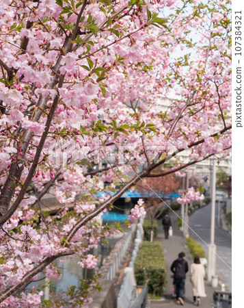 A road with cherry blossoms blooming and people walking. Spring landscape. A road with cherry blossoms blooming and people walking. Spring landscape. 107384321