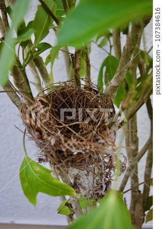 A bird's nest after its eggs were taken by a snake 107384616