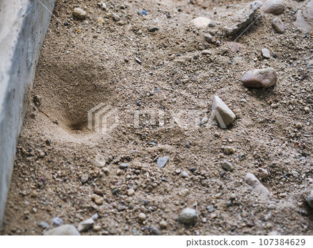 Antworm nest built in the sand Antworm nest built in the sand 107384629