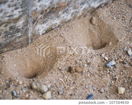 螞蟻窩建在沙子裡 螞蟻窩建在沙子裡 107384630