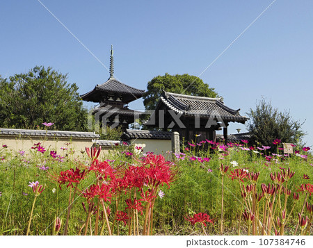 蜘蛛百合和秋櫻花盛開的法喜寺風景 107384746