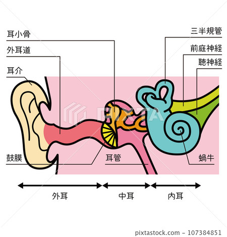 Illustration of the structure of the ear 107384851