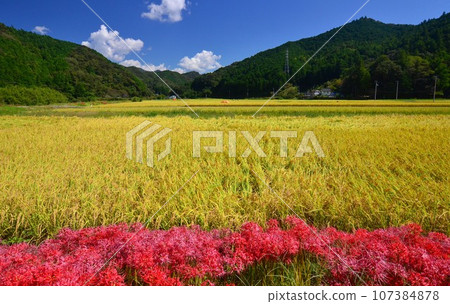 高知縣佐川町：藍天下金黃的稻穗與色彩鮮豔的曼珠沙拉花的較量 107384878
