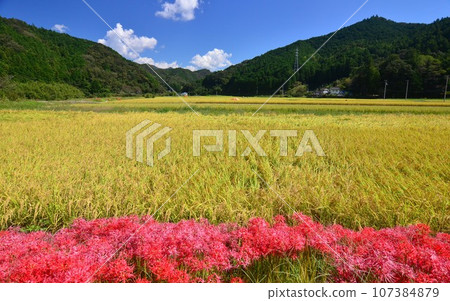 Sagawa Town, Kochi Prefecture: A competition between golden rice ears and brightly colored manjushala flowers under the blue sky Sagawa Town, Kochi Prefecture: A competition between golden rice ears and brightly colored manjushala flowers under the blue sky 107384879